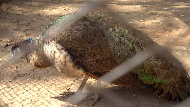  A beautiful peacock is walking in cage.