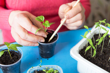 Growing, seeding, transplant seedling, houseplant, vegetables at home. Female hands with young little plant in pot