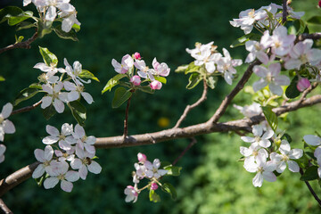 A branch of a blossoming apple tree with flowers on a background of a garden and a blue sky.