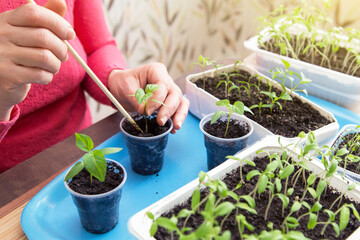 Growing, seeding, transplant seedling, houseplant, vegetables at home. Female hands with young little plant in pot