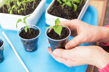 Female hands with young pepper plant close up. Growing, seeding, transplant seedling, homeplant, vegetables in pots at home