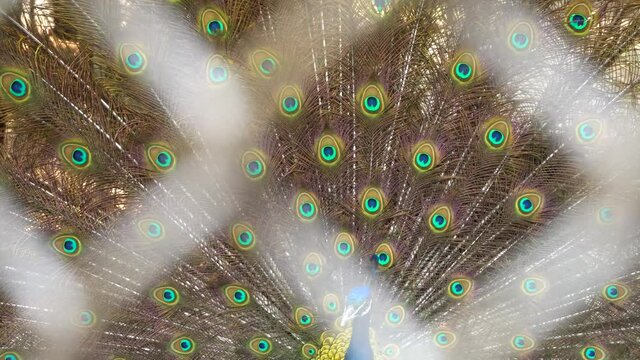  A beautiful peacock with colorful opened wings.