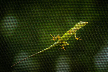 An Anole climbs across the screen roof over our lanai.