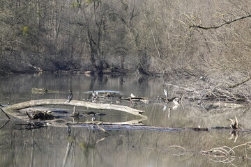 ducks on the river