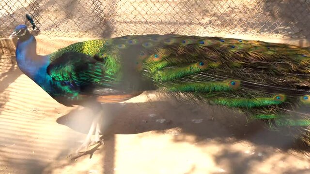 A beautiful peacock with colorful wings is walking..