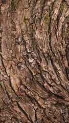 bark of a tree