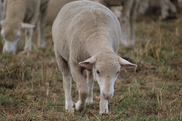Healthy, pure bred Sheep on a farm