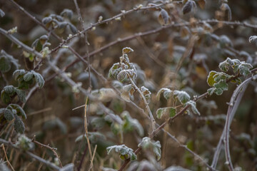 Drops of dew on the spring green grass.