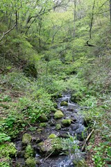 山の中のせせらぎ