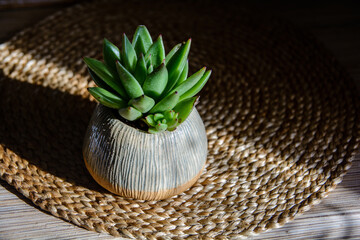 Handmade ceramic craft ware. Bowl with plant.