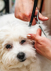 woman hand Grooming Maltese dog