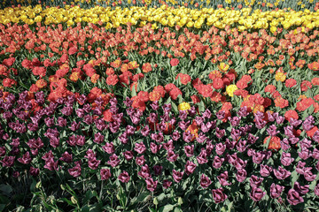 Colorful tulips on flower bed