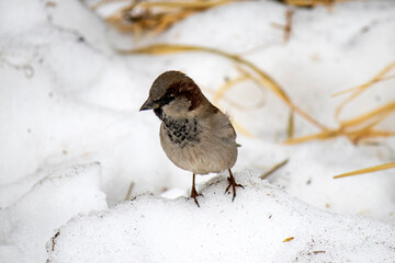 House Sparrow, Passer domesticus, standing in the snow. Close-up of a wild sparrow in the snow.