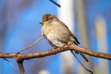 A young house sparrow is basking in the sun in spring in the stems of grapes.