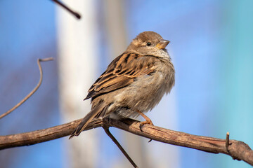 A young house sparrow is basking in the sun in spring in the stems of grapes.