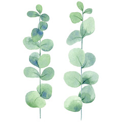 Fototapeta premium Set of watercolor eucalypt branches