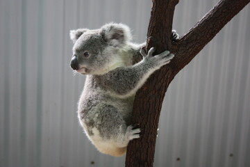 Koala on a Eucalyptus tree in Queensland, Australia - 野生のコアラ オーストラリア	