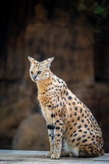 Serval Wild Cat