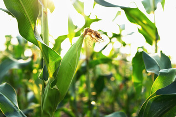 Corn in a farmer's field that grows with just a little sunshine