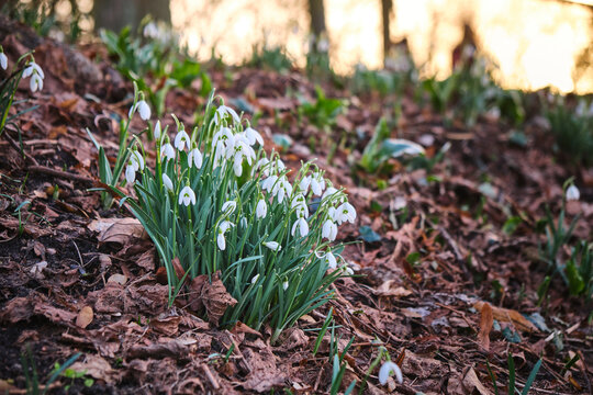 Blooming snowdrops during a beautiful sunset with golden sky in Münster, North Rhine-Westphalia, in March 2021. 