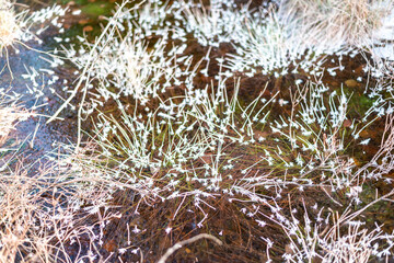 Grass in the water covered with frost ar early spring time.
