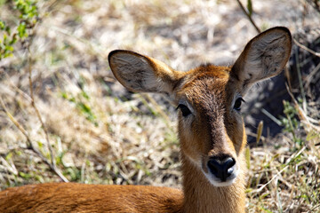 Portrait of a female Southern Lechwe, Kobus leche, in a thick bush bush, Botswana