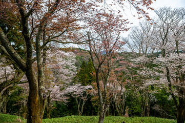 Park in spring with sakura trees in bloom