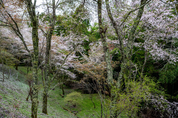 Park in spring with sakura trees in bloom