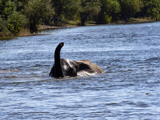 Fototapeta premium An African elephant, Loxodonta africana, bathes in the Chobe River Delta. Botswana