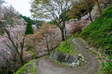 Walking path in the mountains on spring time with blooming sakura trees