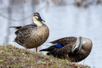Indian spot-billed duck (Anas poecilorhyncha).