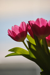 dreamy, beautiful pink tulips against a sunny background in spring 2021