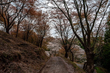 Road going through blooming sakura, walking path.