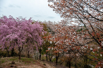 Fototapeta premium Blooming sakura trees in park