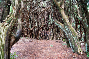 Old crooked trees
