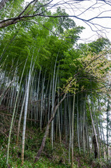 Bamboo stands on spring time