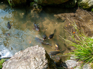 Pond with fish inside 