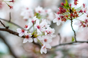 Cherry tree blossom at spring time close up