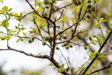 Green fruits of Japanese plum
