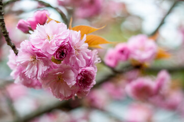Pink cherry blossoms at spring blooming time