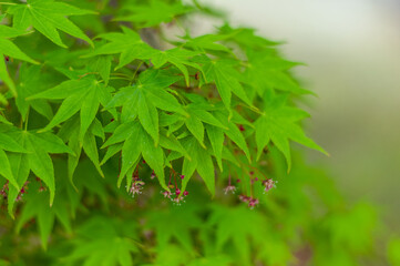 Green leaves of the Japanese maple