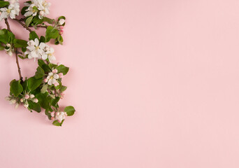 Flower arrangement. Spring branch of a blooming apple tree with green leaves and white-pink flowers on a pastel pink background. Top view. Free space.