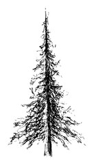 vector hand drawn illustration on white background