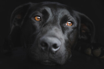 Close-up pet portrait of a black labrador retriever dog (Canis familiaris) on a dark black...
