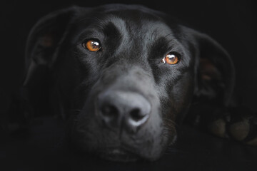 Close-up pet portrait of a black labrador retriever dog (Canis familiaris) on a dark black background.