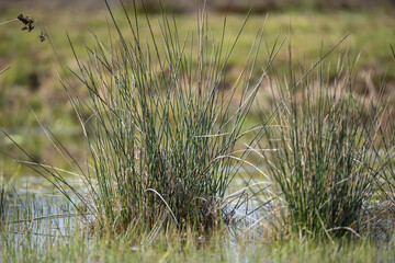 Drops of dew on the spring green grass.