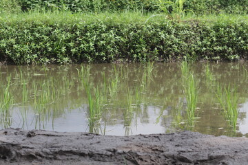 Terrace Rice field in Yogyakarta, Central Java.