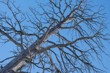 withered old dead tree against blue sky