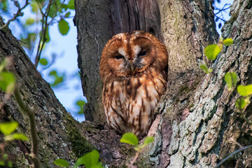 Tawny owl (Strix aluco), puszczyk zwyczajny