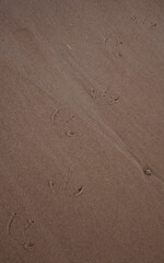 Fototapeta na wymiar Tropy na piasku